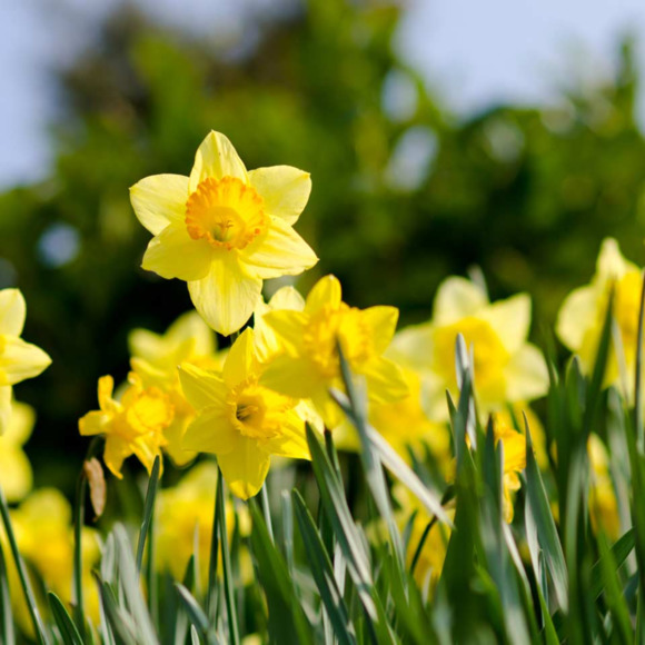 daffodiladler